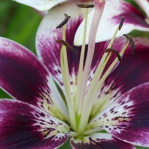 Meet your Posher, Nailah